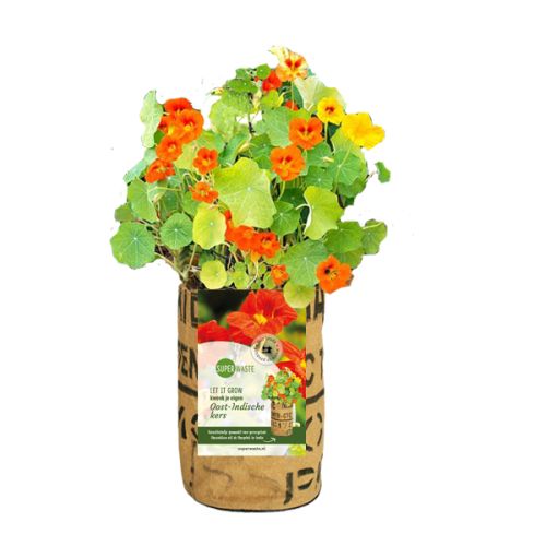 Grow bag flowers or herbs - Image 4
